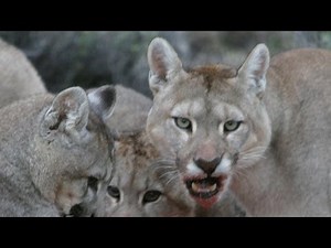 PLANET EARTH: Extreme Predators World Premiere Special Only on BBC America