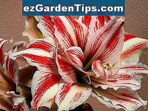 Como cuidar de lírios orientais 🌱 Dicas Jardineiros - Pt.ezGardenTips.com