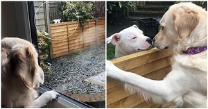 Two Dogs Develop A Fairy Tale Romance And Won’t Let A Fence Get In Their Way
