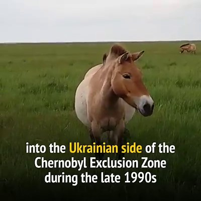 Chernobyl Wildlife Thrives 30 Years After Nuclear Disaster