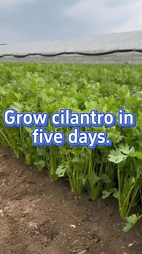 Grow cilantro in 5 days #garden #gardeningtips #planting #farming #gardening #cilantro