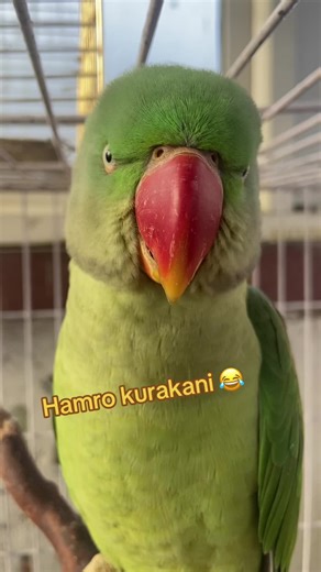 Nepali Talking Parrot Coco - Chattering Beaks and TikTok Nepal