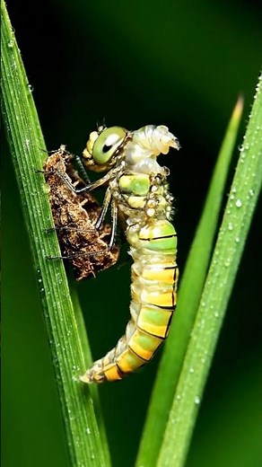 4-“Dragonfly Transforms Before Your Eyes — Incredible Macro Metamorphosis” #dragonfly #metamorphosis