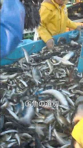 女性漁師の早朝大型定置網漁!!魚が好きすぎて移住し夢を叶えた女性に密着!!
