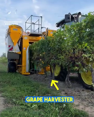 You'll have a grape time watching this! 😅🤯 | Supercar Blondie