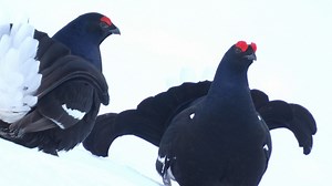 509K views · 47K reactions | Just back from the French Alps where the spectacle of black grouse performing their courtship dance, or lek, was topped only by finally tracking down a Eurasian Pygmy Owl - Europe's smallest owl and barely bigger than a coffee mug黎 More from my trip soon #blackgrouselek #pygmyowl #frenchalps | Robert E Fuller | Facebook