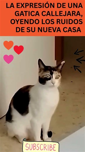 Carita de sorpresa gatica callejera en su nueva casa #catvideos #gatoscallejeros #gato #michis