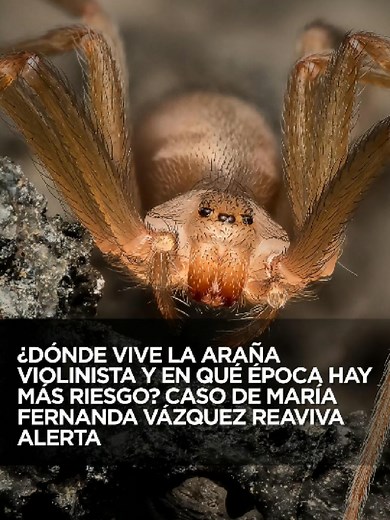 Araña violinista: riesgos y prevención de picaduras