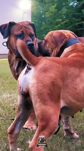 Calm, alert, and calculated. No barking, no chaos, just focused energy. 💯🔥They’re reading energy, testing boundaries, and building respect. It’s not tension—it’s instinct and intelligence at work. 💪🏾 #friyay #fridayvibes #tgif #feature #mastiff #dogs #boerboel #boerboelsofinstagram #southafricanboerboel #boerboels #boerboelpuppy #boerboellove #boerboelmastiff #boerboellife #boerboelmoments #boerboelfans #boerboelofinstagram #boerboelinstagram #boerboellovers #boerboellife🐾 #friday #photooft