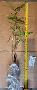 Native River Cane Bamboo Rhizome - Arundinaria Gigantea - Live Bamboo Starter - Etsy