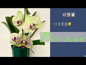 January 15, 2026 Phalaenopsis January "Anthra 'Palermo'" 4-flower blooms Continues to bloom for 1...