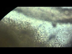 Parásitos en peces de agua dulce