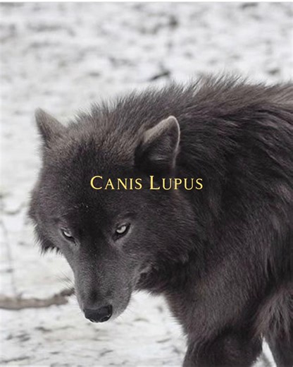 Wolves are so beautiful. They were ruined by the media 🙁 #canislupus #wolves