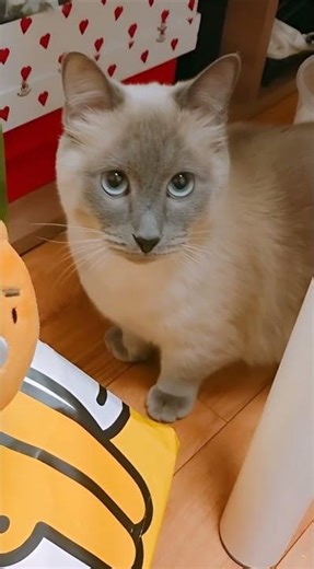 What’s Inside? 🎁 Curious Blue-Eyed Cat Awaits a Surprise Mystery Box! ✨🐾