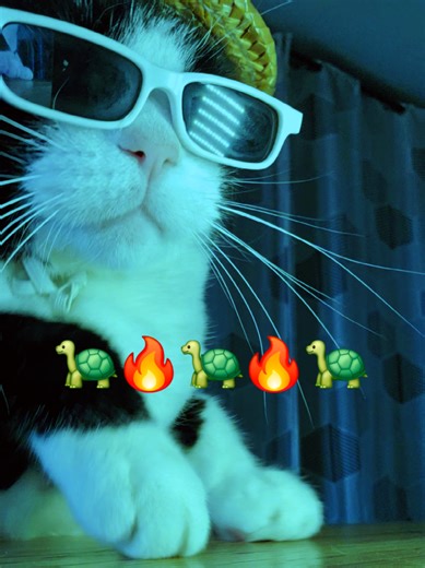 My Cat's Mustache is Out!