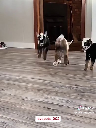 Adorable Baby Lamb and Goat Moments