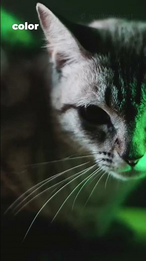 Humans With Cat Eyes? You Won’t Believe The Changes!