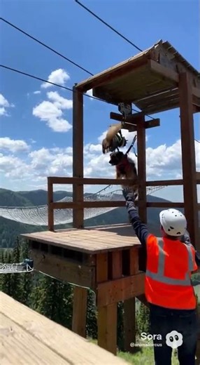 It’s zip lining dog and cats! #cat #dog #zipline #funny