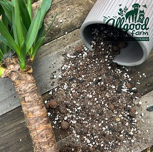 Yucca Potting Soil Mix: Peat-free, Well-draining, Nutrient Boosted - Etsy UK