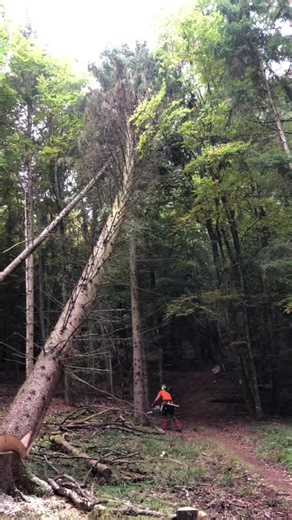 Tree Cutting Process in Dense Forest Environment