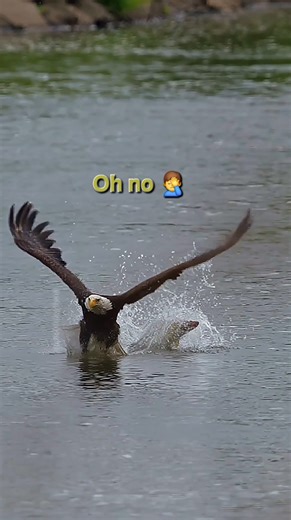 192K views · 6.6K reactions | By jumping into the sea, the Bald Eagle 礪 tries to catch a big fish  in its claws, but the fish slips away from its clutches #baldeagle #eaglepower47 | Eagle power | Facebook