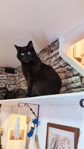 🏰🐾🐈‍⬛ #adoptdontshop #catcafe #lincoln #lincolnshire #coffeecat #cats #coffeeshop #catstagram #cafecat #visitlincoln #visitengland #localbusiness #rescuecat #catsofinstagram #lovelincoln #independentbuisness #coffeecatslincoln | Coffee Cats Lincoln