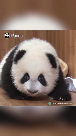 Adorable Panda Baby Learning to Crawl | Cute Animal Video