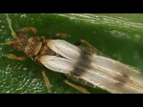 التربس Thrips حشرة