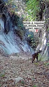 158K views · 1.2K reactions | Tertangkap kamera refleks & loncatan seekor kucing hutan ketika menangkap burung yg sedang terbang☠️‼️ #animals | Robby Nm | Facebook