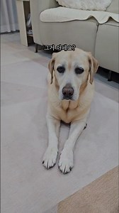 개들이 사실 알고 있었던거..아세요?