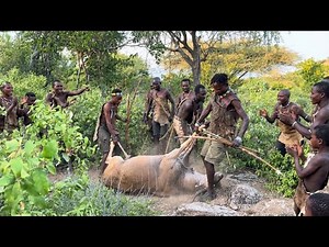 Incredible Antelope Hunt - Hadzabe Tribe Primitive Survival Hunting | Discover African Hunters