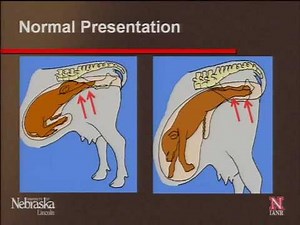 Beef Calving Difficulty - Dr. Richard Randle