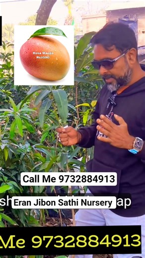 this is rosa mango tree 🥭🥭🥭 new 7 variety mango tree #eranjibonsathinursery #trending #short #viral
