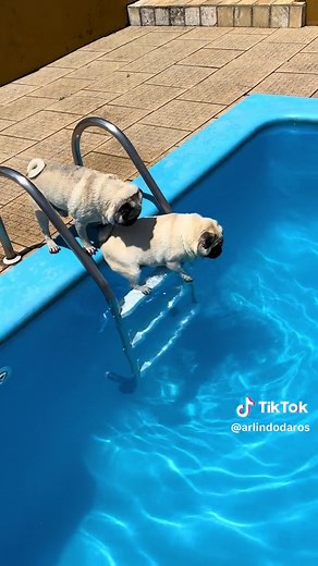 Cute and Funny Pug Videos - Adorable Pugs Playing and Having Fun
