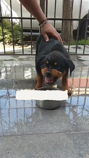 🔥 “Lo que hoy parece un juego… mañana puede costarle la vida a tu perro”## | Robin. humor