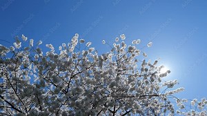 Sunny Spring Day. Spring background of branches of a blossoming tree on blue sky. Cherry blossoms trees in spring. White plum blossom, beautiful white flowers, plum branch. Bloom on branch.