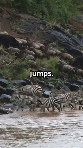 Lemmings - The Truth Behind the Myth!