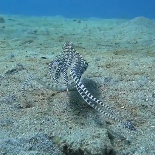 Mimic Octopus