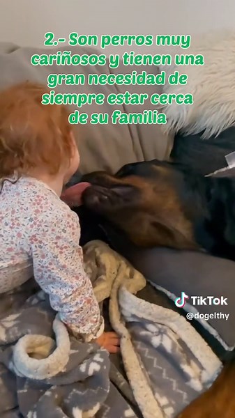 Descubre las Características del Rottweiler Perfecto