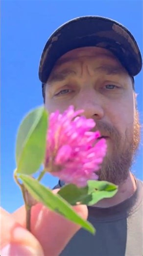 Foraging Red Clover #survival #food #foraging