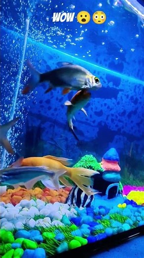 😱 Crazy Fish Aquarium Shots You Won’t Believe! #ViralShorts