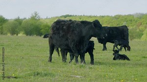 Raising Cattle. Young Black Cow On Pastures. Black Angus Calf Suckling From Mother At Free Range Farm. Cows Graze In Meadow.
