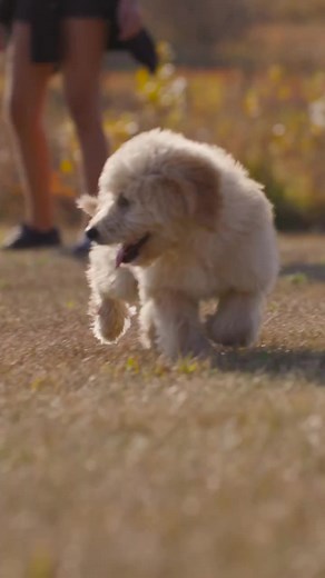 Ready to fetch the best for your brand? Trust SOS Media Corp for paw-some videography! | SOS Media Corp