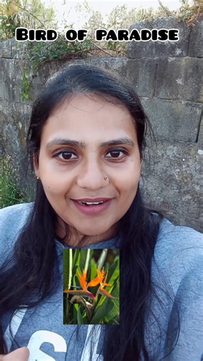 Entha flower pathu irrukingala( bird of paradise) #shorts #short #tamil #flowers #tamilshorts #viral