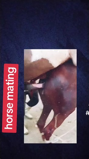 animals video animals tiktok animals mating horse mating donkey mating #Royaume-Uni #États-Unis #France #Allemagne #Brésil