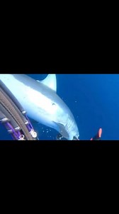 632K views · 7.5K reactions | Just because you don’t see them doesn’t mean they’re not there @thatguydives #spearfishing_reviews | Spearfishing Reviews | Facebook