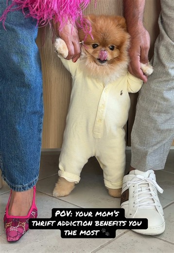 He’s a thrifter too. 🐾✨ #honeybee #thriftfinds #thriftedfinds #thriftedfashiontiktok #thrifted