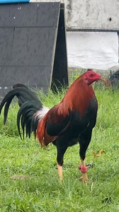 Lemon Hatch Cross | Marvel Gameyard