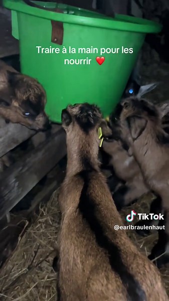 Ça va il n’y a que 6 chèvre à traire pour l’instant 😅#chevre #traite #agriculture #popular #pourtoiiiiiiiiiiiiiiiii