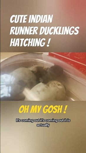 Cute Indian Runner Ducklings Hatching